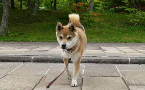 P1010746+AZUKI.jpg