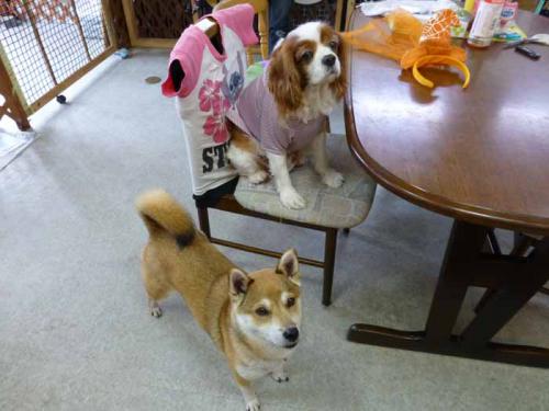 P1010754+AZUKI.jpg