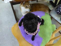 P1010768+AZUKI.jpg