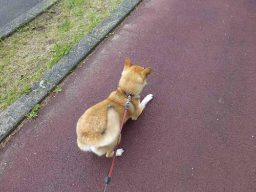 P1010836+AZUKI.jpg