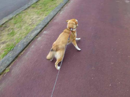 P1010837+AZUKI.jpg
