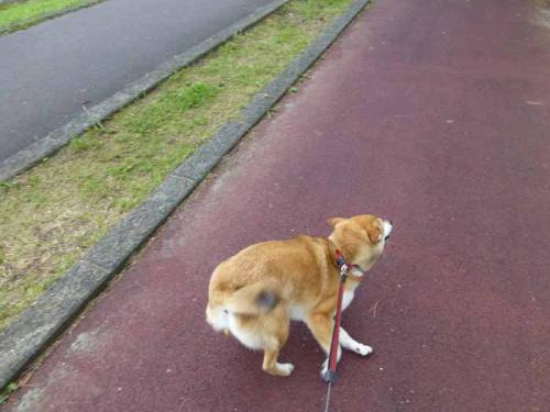 P1010838+AZUKI.jpg