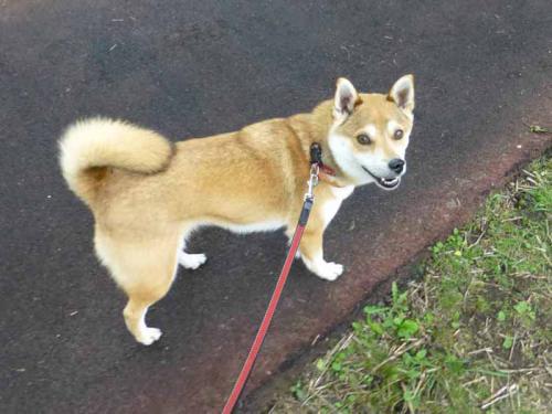 P1010848+AZUKI.jpg
