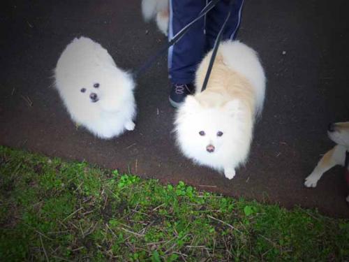 P1010853+AZUKI.jpg