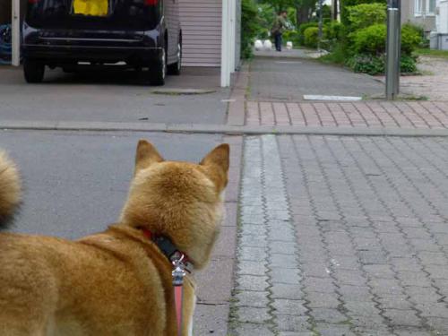 P1010856+AZUKI.jpg