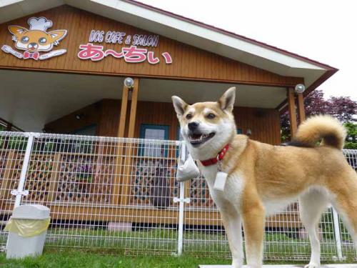 P1010888+AZUKI.jpg