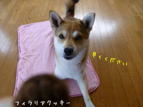 P1020228+AZUKI.jpg