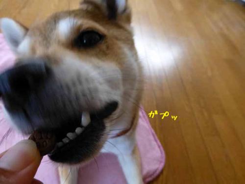P1020229+AZUKI.jpg