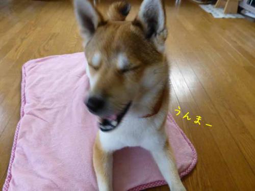 P1020230+AZUKI.jpg