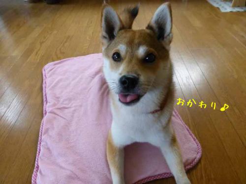 P1020232+AZUKI.jpg