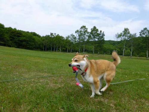 P1020247+AZUKI.jpg