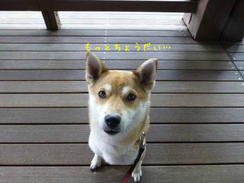 P1020467+AZUKI.jpg