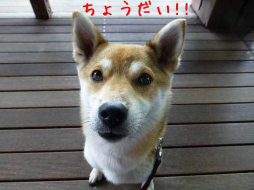P1020468+AZUKI.jpg