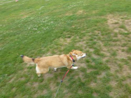 P1020513+AZUKI.jpg