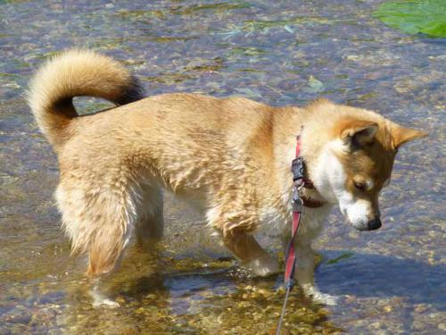 P1020958+AZUKI.jpg