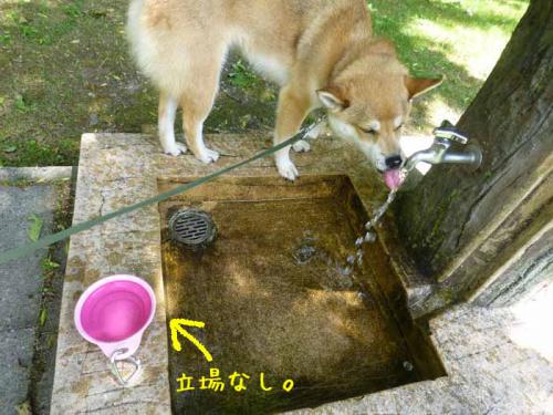 P1030087+AZUKI.jpg