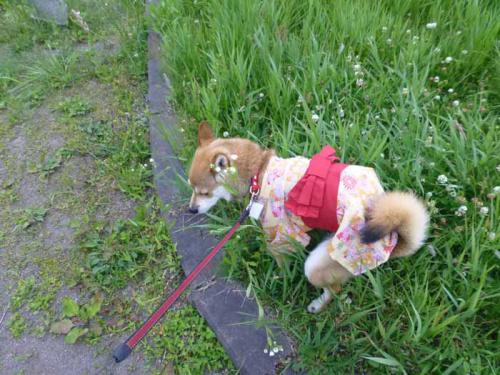 P1030165+AZUKI.jpg