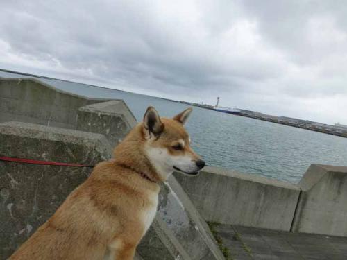 P1030212+AZUKI.jpg