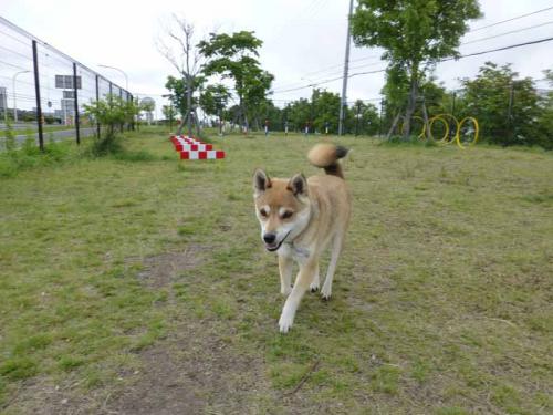 P1030282+AZUKI.jpg