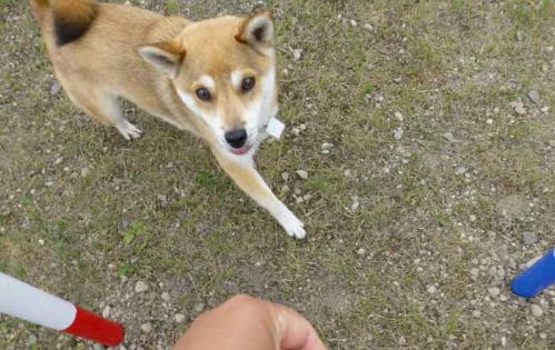 P1030288+AZUKI.jpg