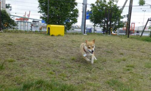 P1030299+AZUKI.jpg