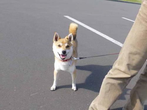 P1030414+AZUKI.jpg