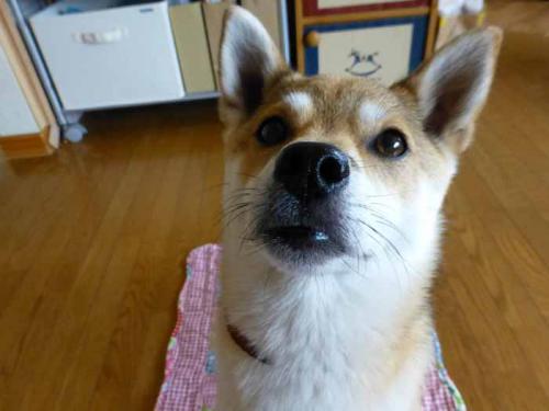 P1030465+AZUKI.jpg