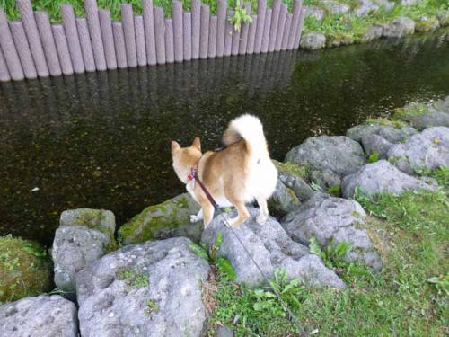 P1030496+AZUKI.jpg