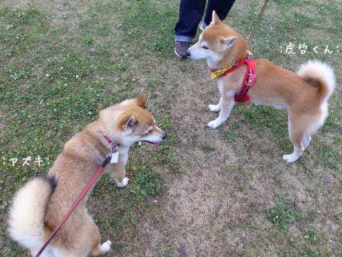 P1030528+AZUKI.jpg