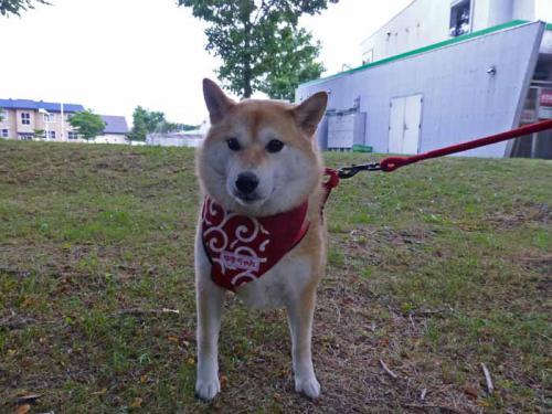 P1030558+AZUKI.jpg