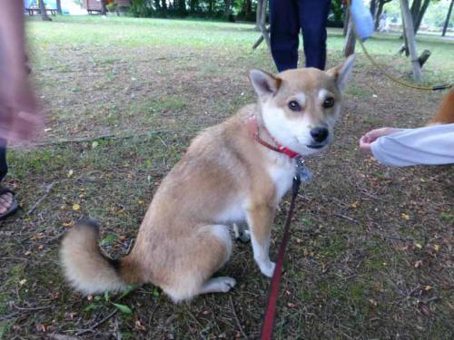 P1030569+AZUKI.jpg