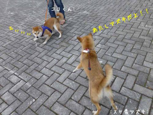 P1030582+AZUKI.jpg