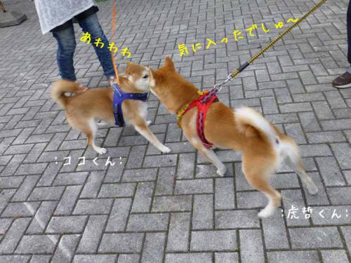 P1030585+AZUKI.jpg