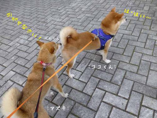 P1030595+AZUKI.jpg