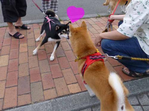 P1030598+AZUKI.jpg