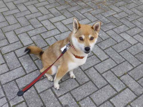 P1030601+AZUKI.jpg