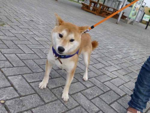 P1030603+AZUKI.jpg