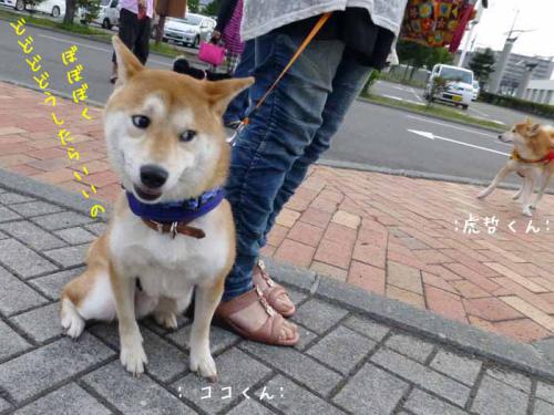P1030606+AZUKI.jpg