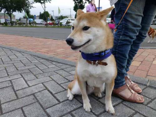 P1030607+AZUKI.jpg