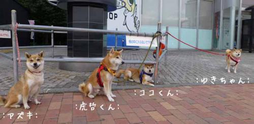 P1030619+AZUKI.jpg