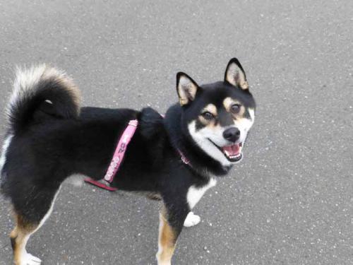 P1030654+AZUKI.jpg