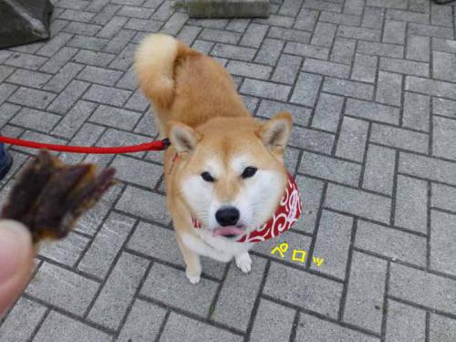 P1030679+AZUKI.jpg