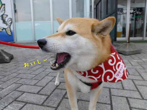 P1030681+AZUKI.jpg