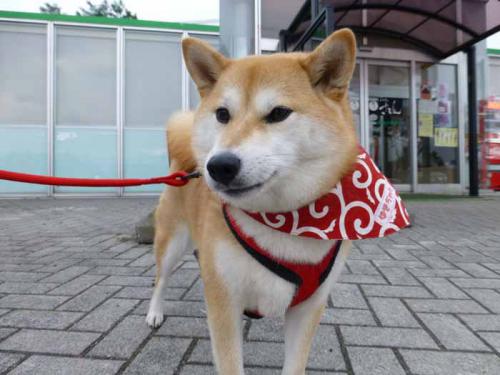 P1030683+AZUKI.jpg