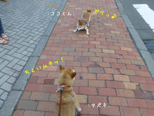 P1030692+AZUKI.jpg