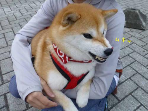 P1030700+AZUKI.jpg