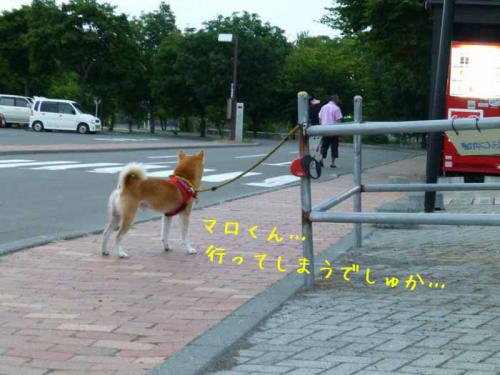 P1030723+AZUKI.jpg