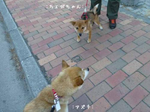 P1030727+AZUKI.jpg