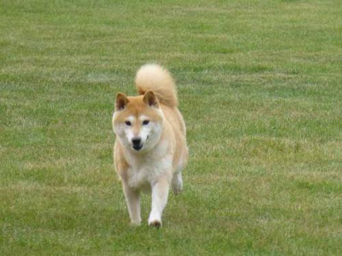 P1030745+AZUKI.jpg