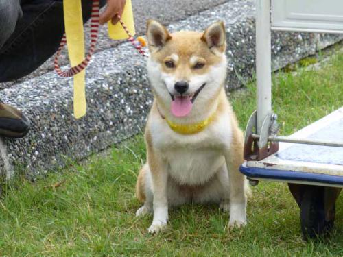 P1030748+AZUKI.jpg